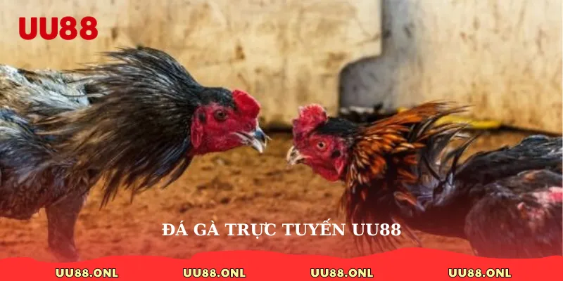 đá gà trực tuyến