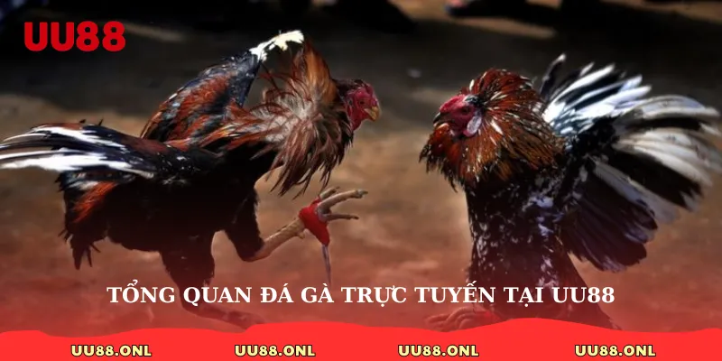 Tổng quan đá gà trực tuyến tại uu88